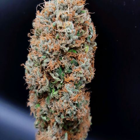 Chocolate Fire #2 growlog timeline photo