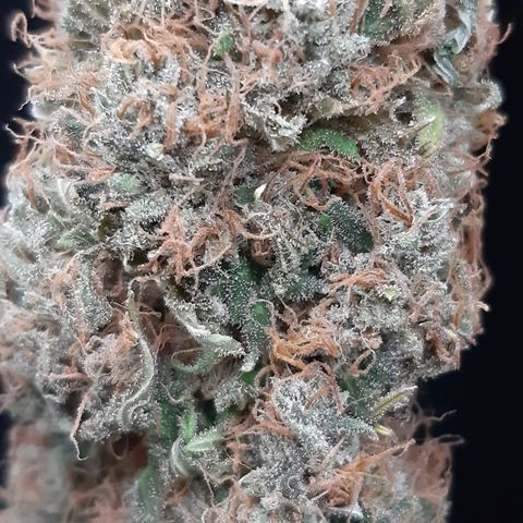 Chocolate Fire #2 growlog timeline photo
