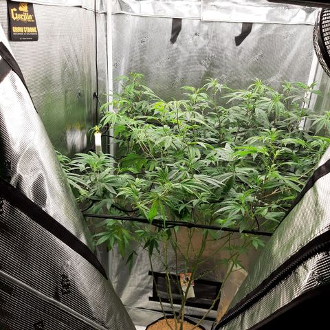 GG#4 (Josey Wales cut) growlog timeline photo