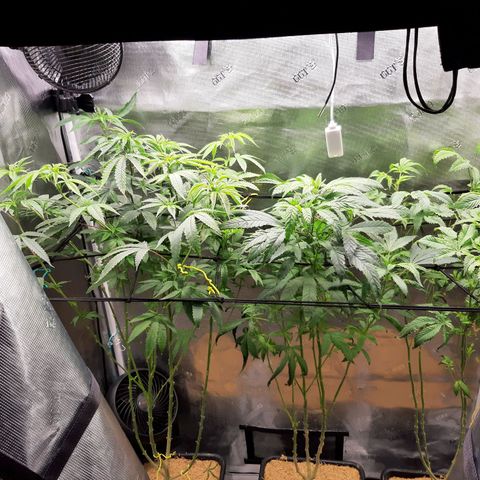 Chocolate Fire growlog photo: Pupil king-chocolate fire-star pupil x Vanilla Sunbreath 