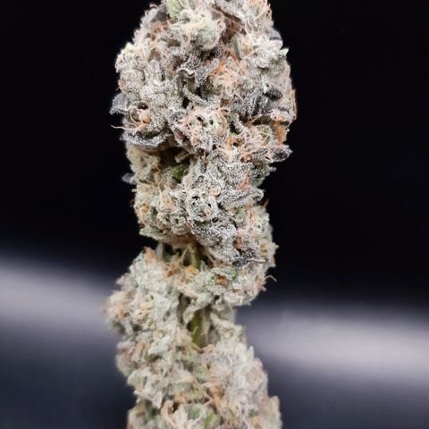 Deleted Scene growlog timeline photo