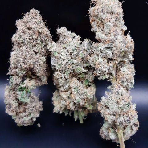 Tony Profit f3 (4) growlog timeline photo