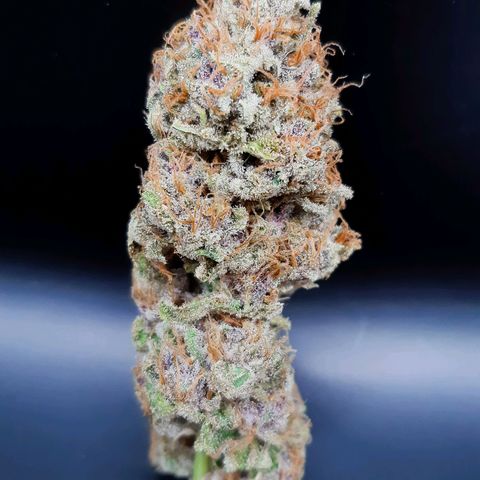 Pupil King growlog timeline photo