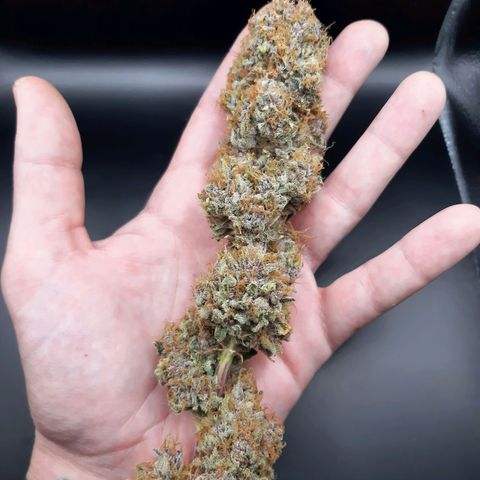 Pupil King growlog timeline photo