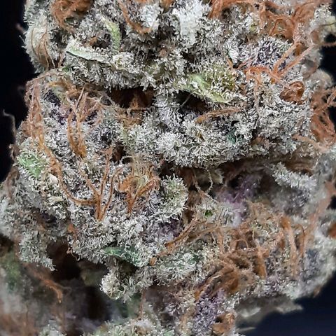 Pupil King growlog timeline photo