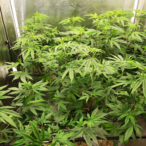 GG#4 (Josey Wales cut) growlog timeline photo