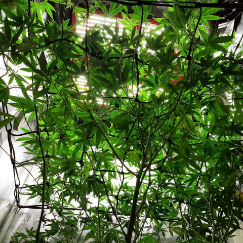 GG#4 (Josey Wales cut) growlog timeline photo