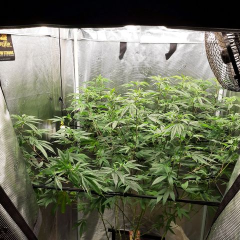 GG#4 (Josey Wales cut) growlog timeline photo