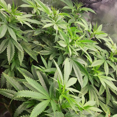 Pupil King #2 growlog timeline photo