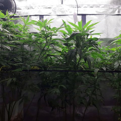 Pupil King #2 growlog photo: Left
