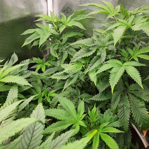 Star Pupil x Vanilla Sunbreath  growlog timeline photo