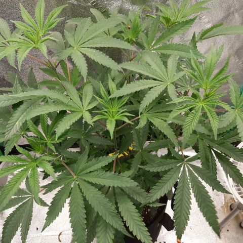 Pink Banana Trufflez growlog timeline photo