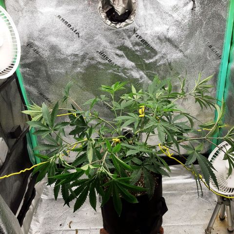 Pink Banana Trufflez growlog timeline photo