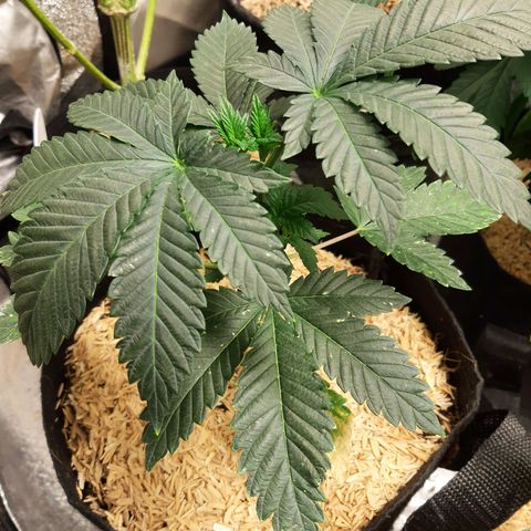 Platinum Shoes growlog timeline photo