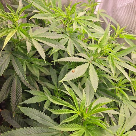 Pupil King #2 growlog timeline photo