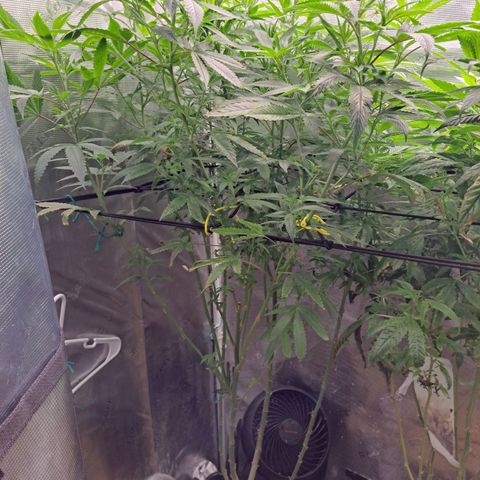Pupil King #2 growlog timeline photo