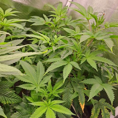 Star Pupil x Vanilla Sunbreath  growlog timeline photo