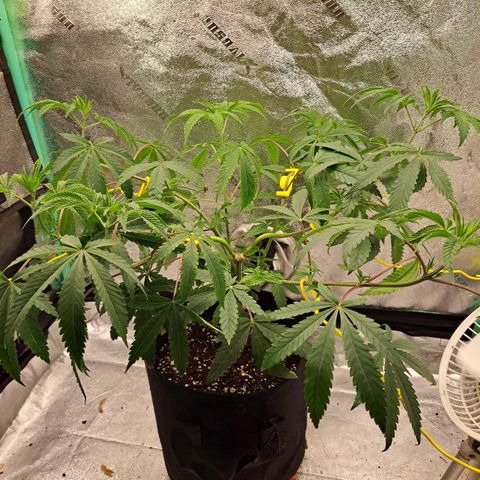 Pink Banana Trufflez growlog timeline photo