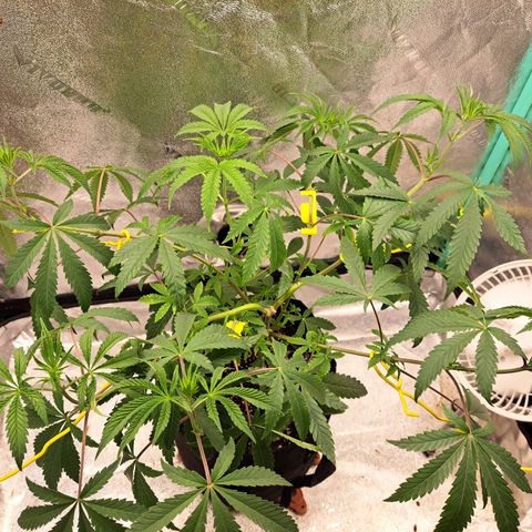 Pink Banana Trufflez growlog timeline photo