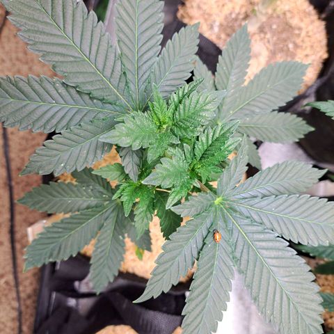 Platinum Shoes growlog timeline photo