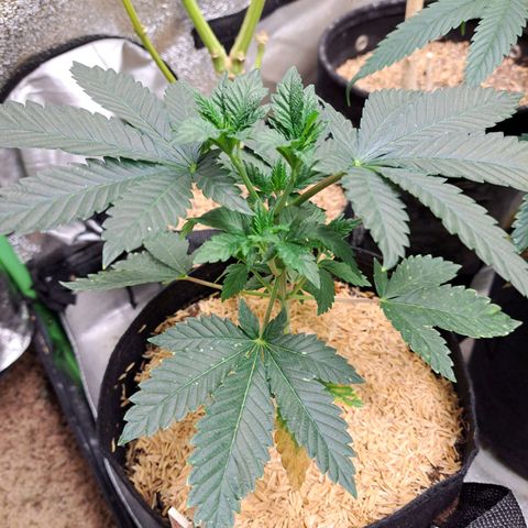 Platinum Shoes growlog timeline photo