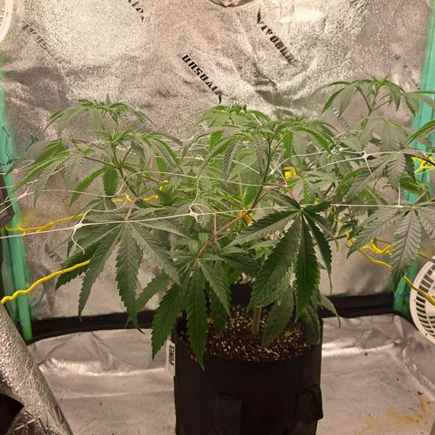 Pink Banana Trufflez growlog timeline photo