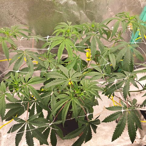Pink Banana Trufflez growlog timeline photo