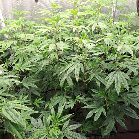 GG#4 (Josey Wales cut) growlog timeline photo