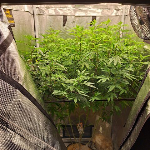 GG#4 (Josey Wales cut) growlog timeline photo