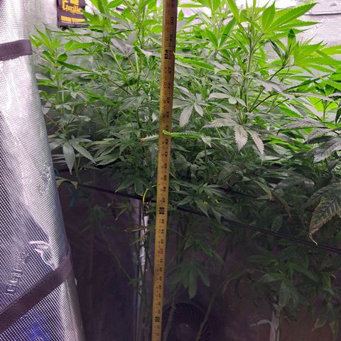 Pupil King #2 growlog timeline photo