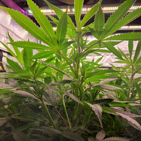 Pupil King #2 growlog timeline photo