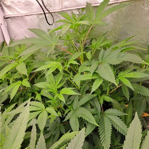 Star Pupil x Vanilla Sunbreath  growlog timeline photo