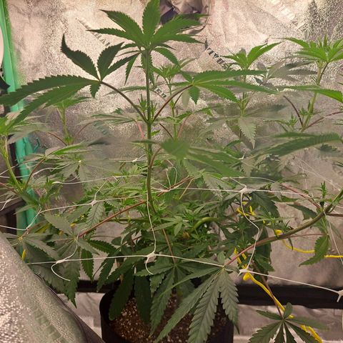 Pink Banana Trufflez growlog timeline photo