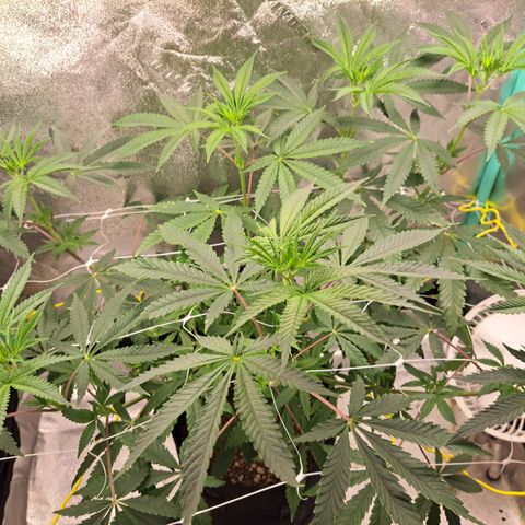 Pink Banana Trufflez growlog timeline photo