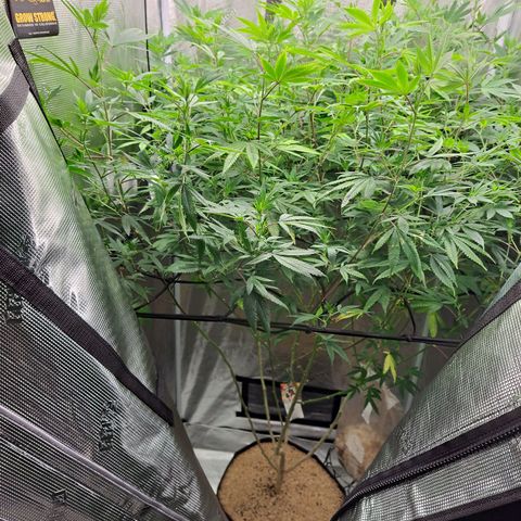 GG#4 (Josey Wales cut) growlog timeline photo