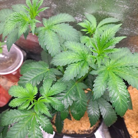 Platinum Shoes growlog timeline photo