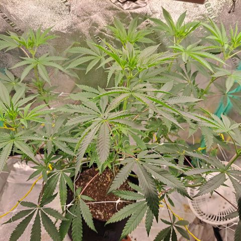 Pink Banana Trufflez growlog timeline photo