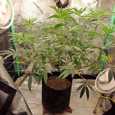 Pink Banana Trufflez growlog timeline photo