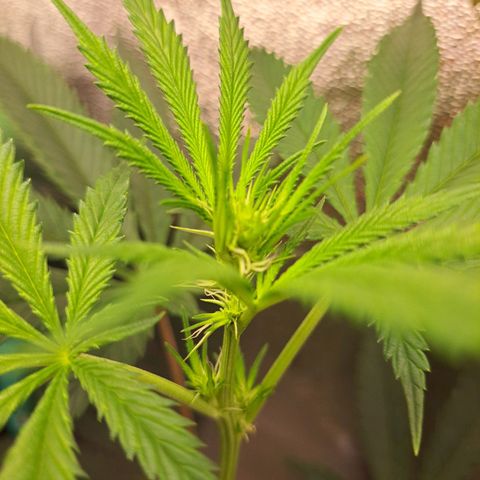 Pink Banana Trufflez growlog timeline photo