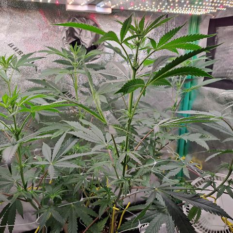 Pink Banana Trufflez growlog timeline photo