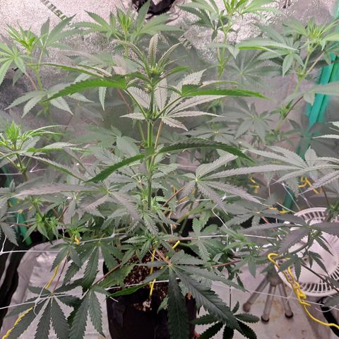 Pink Banana Trufflez growlog timeline photo