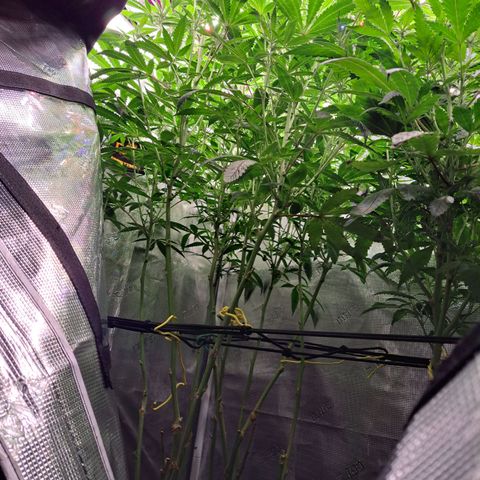 Pupil King #2 growlog timeline photo