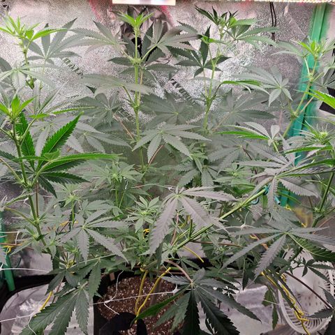 Pink Banana Trufflez growlog timeline photo