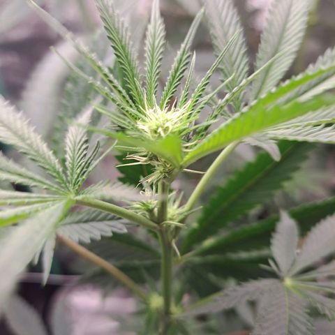 Pink Banana Trufflez growlog timeline photo