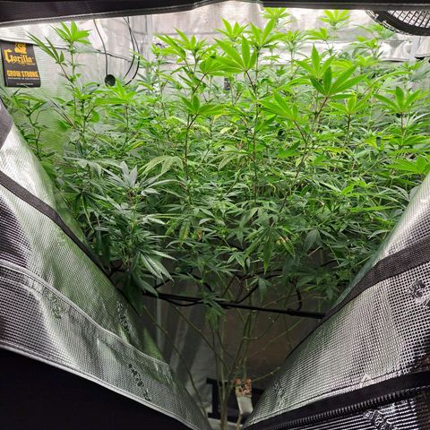 GG#4 (Josey Wales cut) growlog timeline photo