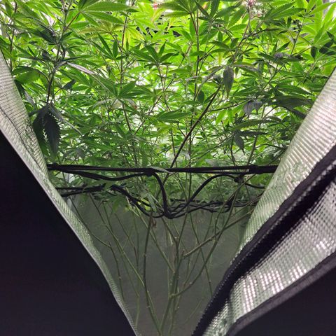 GG#4 (Josey Wales cut) growlog timeline photo