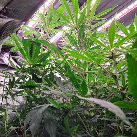 Pupil King #2 growlog timeline photo
