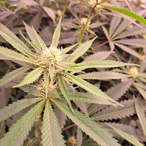 Pupil King #2 growlog timeline photo