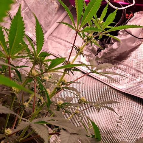 Star Pupil x Vanilla Sunbreath  growlog timeline photo