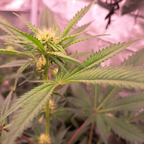Star Pupil x Vanilla Sunbreath  growlog timeline photo